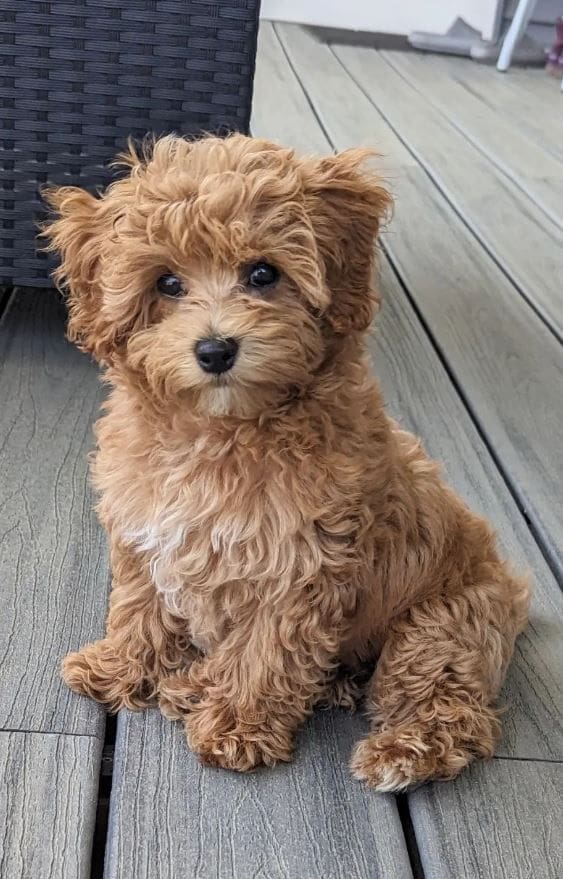 Brown Maltipoo puppy