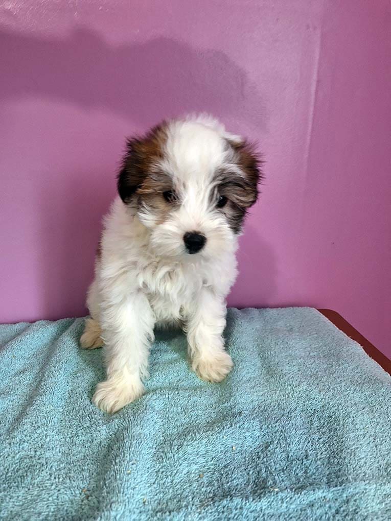 Female Maltipoo puppy available at Stafford Kennels Female Maltipoo puppy available at Stafford Kennels
