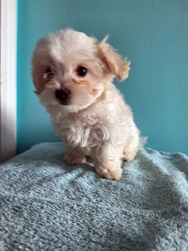 Maltipoo puppy available at Stafford Kennels Maltipoo puppy available at Stafford Kennels