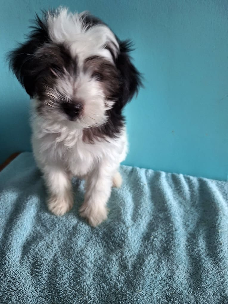 Maltipoo puppy available at Stafford Kennels Maltipoo puppy available at Stafford Kennels