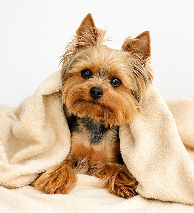 Yorkshire Terrier (Yorkie) puppy Yorkshire Terrier (Yorkie) puppy